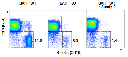 anti-BAFF (mouse), mAb (Sandy-2) (Prod. No. AG-20B-0063) blocks the action of endogenous BAFF in vivo.  Method: Wild type C57BL/6 mice were treated at day 0 (single administration) with monoclonal antibody anti-BAFF (mouse), mAb (Sandy