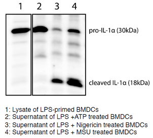 Mouse IL-1alpha (full-length p30 and cleaved p18 fragments) are detected by immunoblotting using anti-IL-1alpha (p18) (mouse), mAb (Teo-1) (Prod. No AG-20B-0064). Method: IL-1alpha was analyzed by Western blot in cell extracts of bone m