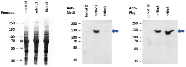 Overexpressed mouse NLRC3 is detected by immunoblotting using anti-NLRC3 (mouse), mAb (Eowyn-1) (Prod. No. AG-20B-0067-C100). Method: Cell lysate protein was loaded and SDS Page was run for 1h at 100V. Transfer for 1h at 80V. Block for 30min