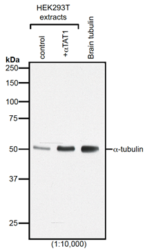 Western blot analysis of protein acetylation with anti-alpha-Tubulin (acetylated), mAb (TEU318) (Prod. No. AG-20B-0068).Method: HEK-293T cells grown in standard culture conditions, transfected with plasmids expressing the tubulin acetyl tra
