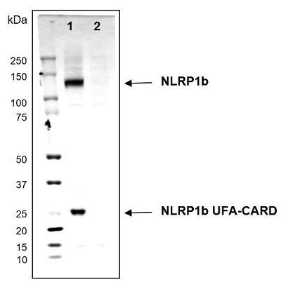 Mouse NLRP1b (mouse) (full-length and UFA-CARD fragment) is detected in Raw264.7 cells using NLRP1b, mAb (2A12) (Prod. No. AG-20B-0084). Method: Cell extracts (about 30?g) from the mouse cells Raw264.7 (lane 1) or Raw264.7 NLRP1b KO (lane 2) are separated by SDS-PAGE under reducing conditions, transferred to nitrocellulose and incubated with the NLRP1b, mAb (2A12) (1?g/ml). After incubation with anti-mouse Alexa 633 conjugated antibody, proteins are visualized by a fluorescence detection system at 700nm. Picture Courtesy of Dr Andrew Sandstrom, UT Southwestern Medical Center.