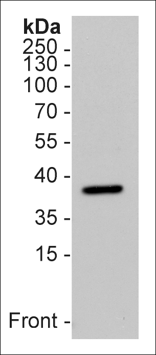 Western Blot using anti-Survival Motor Neuron Protein (human), mAb (7B10) (Prod. No. AG-20T-0003) on 15?g of human platelet lysate as a positive control (15?g). ECL detection.