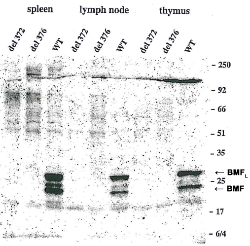 Western blot using anti-Bmf (mouse/rat), mAb (17A9) (Prod. No. AG-20T-0131) detecting endogenous Bmf in mouse spleen, lymph node and thymus as two bands of ~25 and ~30 kDa, but not in tissues from two knock-out Bmf strains del 372 and del 376.