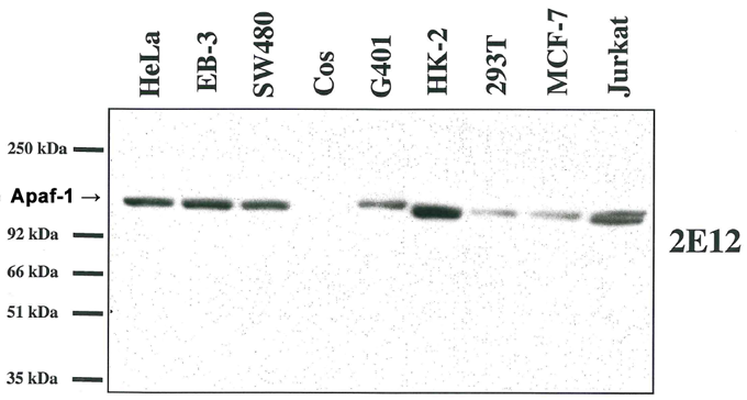 Western blot analysis using anti-Apaf-1 (human), MAb (2E12) (AG-20T-0132) on several human cell lines and one monkey cell line (COS).