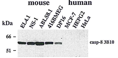 Western blot using anti-Caspase-8 (mouse), mAb (3B10) (Prod. No. AG-20T-0138) detecting endogenous caspase-8 in various mouse cell line, but not in human cell lines.