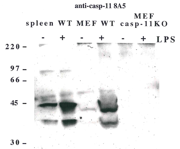 Western blot using anti-Caspase-11 (mouse), mAb (8A5) (Prod. No. AG-20T-0139) detecting endogenous caspase-11 in mouse spleen and lymph node as two bands of 43 and 38 kDa after exposure to LPS.