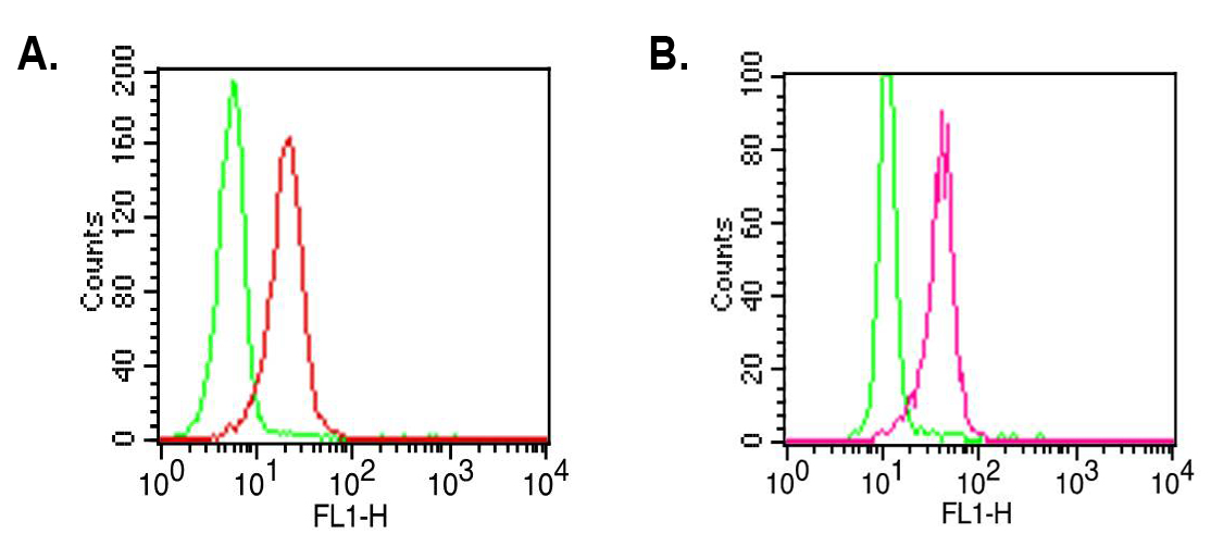 Intracellular flow cytometry analysis of TLR2 in A) PBMCs (Lymphocytes) and B) PBMCs (Monocytes) using 0.5?g/106 cells of anti-TLR2, mAb (ABM3A87) (FTIC) (AG-20T-0300F). Green represents the isotype control; red represents FTIC-conjugated anti-