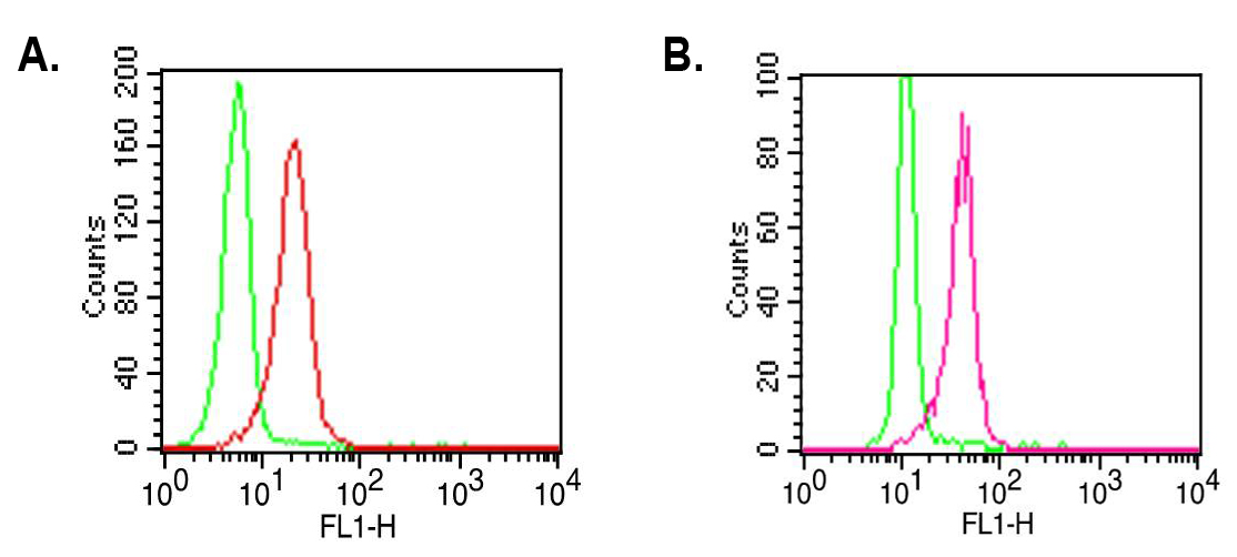 Intracellular flow cytometry analysis of TLR2 in A) PBMCs (Lymphocytes) and B) PBMCs (Monocytes) using 0.5microg/106 cells of anti-TLR2, mAb (ABM3A87) (FTIC) (AG-20T-0300F). Green represents the isotype control; red represents FTIC-conjugated anti-