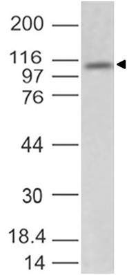 Western blot analysis on mouse brain lysate using anti-TLR3 (mouse), mAb (ABM24E5) (AG-20T-0302) at 2?g/ml.