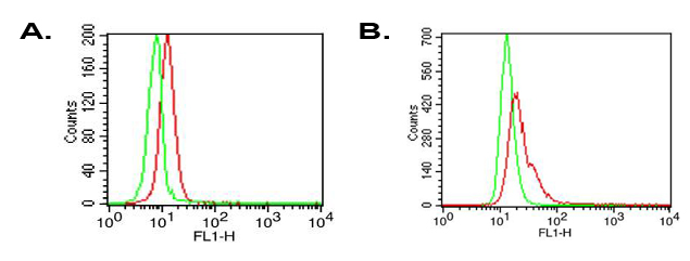 Intracellular flow cytometry analysis in A) human PBMC or B) THP-1 cells using anti-TLR6 (human), mAb (ABM1B50) (FITC) (AG-20T-0305F) at 0.5?g/106 cells. Green represents isotype control; red represents FITC-conjugated anti-TLR6 (human), mAb (A