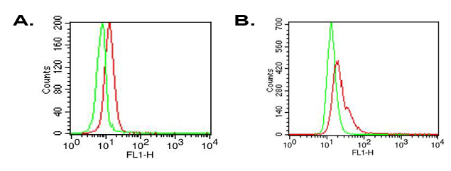 Intracellular flow cytometry analysis in A) human PBMC or B) THP-1 cells using anti-TLR6 (human), mAb (ABM1B50) (FITC) (AG-20T-0305F) at 0.5microg/106 cells. Green represents isotype control; red represents FITC-conjugated anti-TLR6 (human), mAb (A