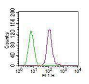 Intracellular flow cytometry analysis of in THP1 cells using anti-TLR7 (human), mAb (ABM2C27) (FITC) (AG-20T-0306F) at 0.5microg/106 cells. Green represents isotype control; red represents FITC-conjugated anti-TLR7 (human), mAb (ABM2C27).