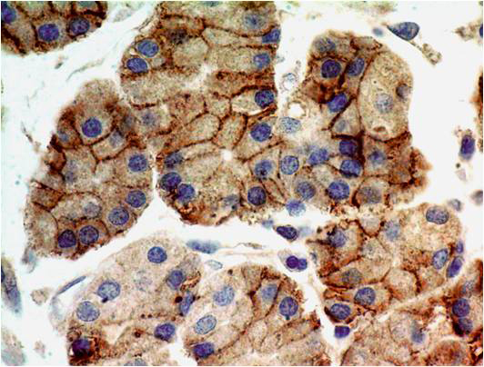 Immunohistochemical analysis of TLR9 in paraffin-embeded sections of human stomach tissue using anti-TLR9, mAb (ABM1C51) (AG-20T-0308) at 5?g/ml.