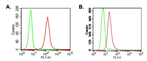 Intracellular flow cytometry analysis in A) human PBMC (lymphocytes) and B) Ramos cell line, using anti-TLR9, mAb (ABM1C51) (FITC) (AG-20T-0308F) at 0.5microg/106 cells. Green represents isotype control; red represents FITC-conjugated anti-TLR9, mA