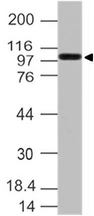 Western blot analysis on mouse small intestine lysate using anti-TLR9 (mouse), mAb (ABM4D70) (AG-20T-0309) at 2microg/ml.