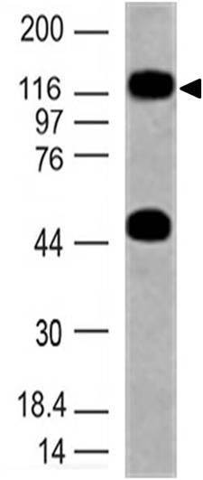 Western blot analysis on human ovary lysate using anti-TLR10 (human), mAb (ABM3C85) (AG-20T-0310) at 2microg/ml.