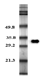 Western blot analysis in human plasma using anti-Adiponectin (human), pAb (Biotin) (Prod. No. AG-25A-0003B) at 0.2?g/ml concentration.
