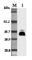 Western blot analysis in mouse plasma using anti-Adiponectin (mouse), pAb (Prod. No. AG-25A-0004) at 1:5'000 dilution.