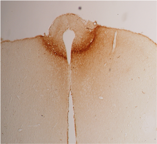 Immunohistochemical staining of rat hypothalamus using anti-adiponectin (rat), pAb (Prod. No. AG-25A-0005) at 1:1'000 dilution.