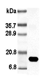 Western blot analysis using anti-Leptin (rat), pAb (Biotin) (Prod. No. AG-25A-0009B) at 1:1'000 dilution.