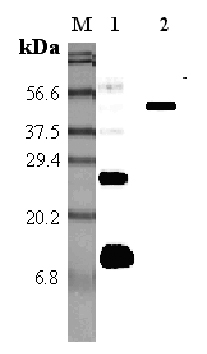 Western blot analysis using anti-RELM-alpha (mouse), pAb (Prod. No. AG-25A-0010) at 1:5'000 dilution.
1: Mouse RELM-alpha.
2: Mouse RELM-alpha Fc-protein.