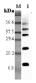 Western blot analysis using anti-RELM-alpha (rat), pAb (Prod. No. AG-25A-0011) at 1:5'000 dilution.
1: Rat RELM-alpha.