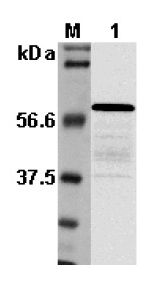 Western blot analysis using anti-Listeria sp. p60, pAb (Prod. No. AG-25A-0019).
1: Culture media of Listeria monocytogenes.