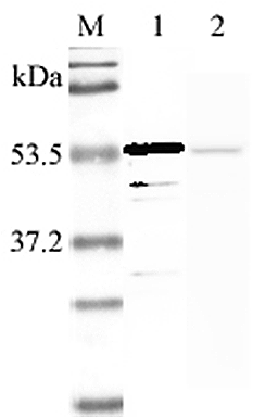Western blot analysis using anti-Nampt (human), pAb (Prod. No. AG-25A-0025) at 1:2'000 dilution.
1: Human Nampt (His-tagged).
2: LPS-treated human peripheral blood leukocyte lysate.