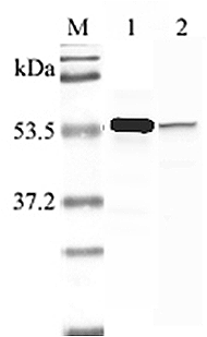 Western blot analysis using anti-Nampt (human), pAb (Prod. No. AG-25A-0027) at 1:2000 dilution.1: Human Nampt (His-tagged).2: LPS-treated human peripheral blood leukocyte lysate.