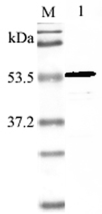 Western blot analysis using anti-Nampt (mouse), pAb (Prod. No. AG-25A-0028) at 1:2'000 dilution.
1: Mouse Nampt (His-tagged).