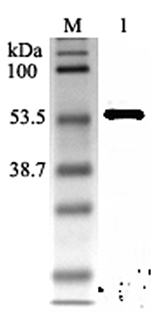Western blot analysis using anti-Nampt (rat), pAb (Prod. No. AG-25A-0033) at 1:2'000 dilution.
1: Rat Nampt (His-tagged).