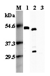 Western blot analysis using anti-FOXP3 (mouse), pAb (Prod. No. AG-25A-0035) at 1:5'000 dilution.
1: Mouse FOXP3 (His-tagged).
2: Transfected mouse FOXP3 cell lysate (HEK 293).
3: Transfected vector only cell lysate.