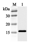Western blot analysis using anti-FABP3 (human), pAb (Prod. No. AG-25A-0040) at 1:2'000 dilution.
1: Human FABP3 (His-tagged).