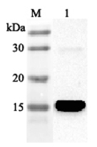 Western blot analysis using anti-FABP4 (human), pAb (Prod. No. AG-25A-0041) at 1:2'000 dilution.
1: Human FABP4 (His-tagged).