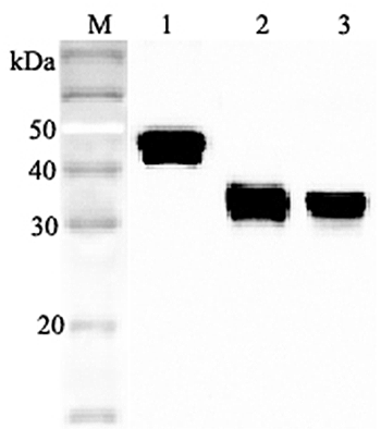 Western blot analysis using anti-Clusterin (human), pAb (Prod. No. AG-25A-0049) at 1:2'000 dilution.
1: Human Clusterin (His-tagged).
2: Human secretory Clusterin (FLAG?-tagged).
3: Human serum (1?l).