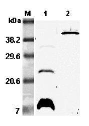 Western blot analysis using anti-RELM-beta (mouse), pAb (Prod. No. AG-25A-0063) at 1:5'000 dilution.
1: Mouse RELM-beta.
2: Mouse RELM-beta Fc-protein.