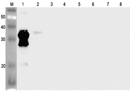 Western blot analysis using anti-ANGPTL2 (human), pAb (Prod. No. AG-25A-0068) at 1:2'000 dilution.
1: Human ANGPTL2 (FLAG?-tagged).
2: Human ANGPTL2 (FLD) (FLAG?-tagged).
3: Human ANGPTL4 (FLAG?-tagged).<