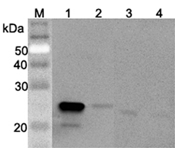 Western blot analysis using anti-GPX3 (mouse), pAb (Prod. No. AG-25A-0073) at 1:2'000 dilution.
1: Mouse GPX3 (FLAG?-tagged).
2: Human GPX3 (FLAG?-tagged)
3: Mouse serum #1 (Balb/c, 2?l)
4: Mouse serum #2 (