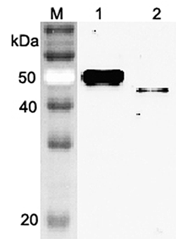 Western blot analysis using anti-Vaspin (mouse), pAb (Prod. No. AG-25A-0075) at 1:2'000 dilution.
1: Mouse Vaspin (FLAG?-tagged).
2: Mouse Vaspin (His-tagged)