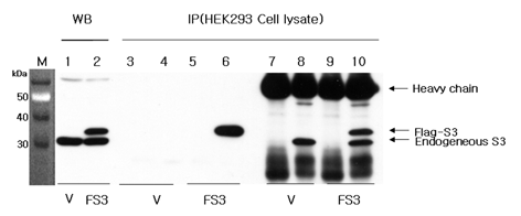 Western blot and Immunoprecipitation analysis using anti-RPS3 (human), pAb (Prod. No. AG-25A-0077).Western Blot (1:1'000 dilution):1: Vector alone-transfected HEK 293 cell lysate (V).2: RPS3 (FLAG?-tagged)-transfected HEK 293