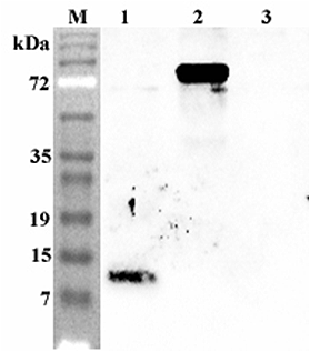 Western blot analysis using anti-Granulin C (human), pAb (Prod. No. AG-25A-0090) at 1:4'000 dilution.
1: Human GRN C (His-tagged).
2: Human Progranulin (FLAG?-tagged).
3: Human FGF-19 (His-tagged) (negative control).