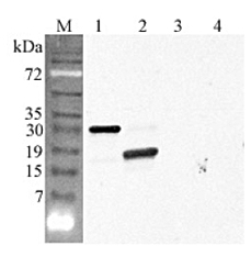 Western blot analysis using anti-CTRP5 (GD) (human), pAb (Prod. No. AG-25A-0096) at 1:4'000 dilution.
1: Human CTRP5 (His-tagged).
2: Human CTRP5 (GD) (His-tagged).
3: Mouse FTO (His-tagged) (negative control).
4: Human CTRP6 (His-