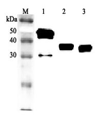 Western blot analysis using anti-Clusterin (human), pAb (Prod. No. AG-25A-0099) at 1:2'000 dilution.
1: Human Clusterin (His-tagged).
2: Human serum #1 (1?l).
3: Human serum #2 (1?l).