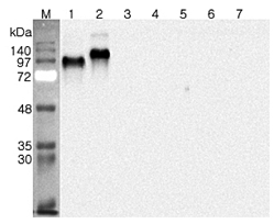 Western blot analysis using anti-DNER (human), pAb (Prod. No. AG-25A-0102) at 1:4'000 dilution.
1: Human DNER (ED) (FLAG?-tagged).
2: Human DNER (ED) Fc-protein.
3: Human DLL1 (His-tagged).
4: Human DLL4 (His-tagged).
