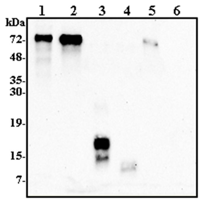 Western blot analysis using anti-Progranulin (human), pAb (Prod. No. AG-25A-0112) at 1:2000 dilution. 1: Human Progranulin (FLAG?-tagged) (50ng). 2: Human Progranulin (tag-free) (100ng). 3: Human Granulin C (FLAG?