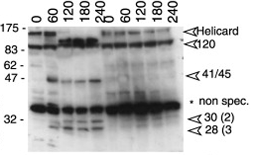 Western blot analysis anti-MDA5 (mouse), pAb (AL180) (Prod. No. AG-25B-0001) detecting the cleavage of endogenous mouse MDA5 as an indicator of apoptosis. Method: Cleavage of endogenous Helicard in murine A20 B lymphomas undergoing Fas-mediated apo