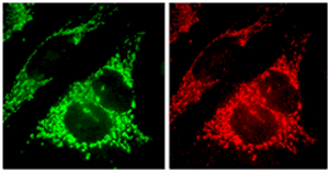 Immunocytochemical staining and detection of endogenous Fis1 (red) (right) and endogenous mitochondrial Hsp70 (green) (left) in methanol fixed HeLa cells using anti-Fis1, pAb (Prod. No. AG-20B-0007V).Picture courtesy of P. Parone, University of G