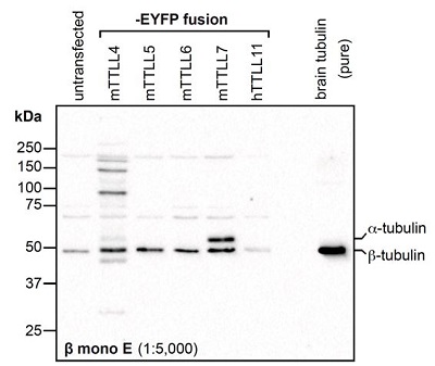 Figure 1: Immunoblot analysis of protein glutamylation with anti-?-Tubulin (?-monoE), pAb (IN115) (Prod. No. AG-25B-0039). Method: HEK-293T cells are grown in standard culture conditions, transfected with plasmids expressing the different glutamylases and are run on a 10% SDS-PAGE (specific protocol to separate ?- and ?-tubulin (Magiera & Janke, 2013)). Tubulin purified from pork brain was used as a positive control for glutamylated tubulin. The proteins are transferred to a nitrocellulose membrane and detected by standard immunoblot protocol using the ?-monoE (1:5,000) in PBS containing 0.1% Tween-20 for washing steps and 2.5% fat free milk for antibody incubation. In untransfected HEK-293T cell extracts, no tubulin is detected, even on high exposure. After expression of TTLL4, predominantly ?-tubulin is detected with ?-monoE, but the antibody also faintly detects the heterogeneous mixture of different, yet unidentified substrates modified by TTLL4. In cells expressing TTLL5 and TTLL6, the ?-monoE detects only ?-tubulin, while expression of TTLL7 generates ?-monoE-positive ?- and ?-tubulin. In the purified brain tubulin, the antibody specifically detects glutamylation of ?-tubulin. Picture courtesy of Sudarshan Gadadhar, Shreyangi Chakraborty, Mariya Genova and Carsten Janke, Institut Curie, Orsay.