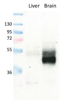 Figure 1: Detection of endogenous mouse GLUT1 in brain and liver (negative/low expression) membranes by immunoblotting using anti-GLUT1, pAb (IN116) (Prod. No. AG-25B-0040).