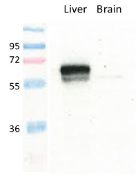 Figure 1: Detection of endogenous mouse GLUT2 in mouse liver and brain (low expression control) membranes by immunoblotting using anti-GLUT2 (mouse), pAb (IN118) (Prod. No. AG-25B-0042).